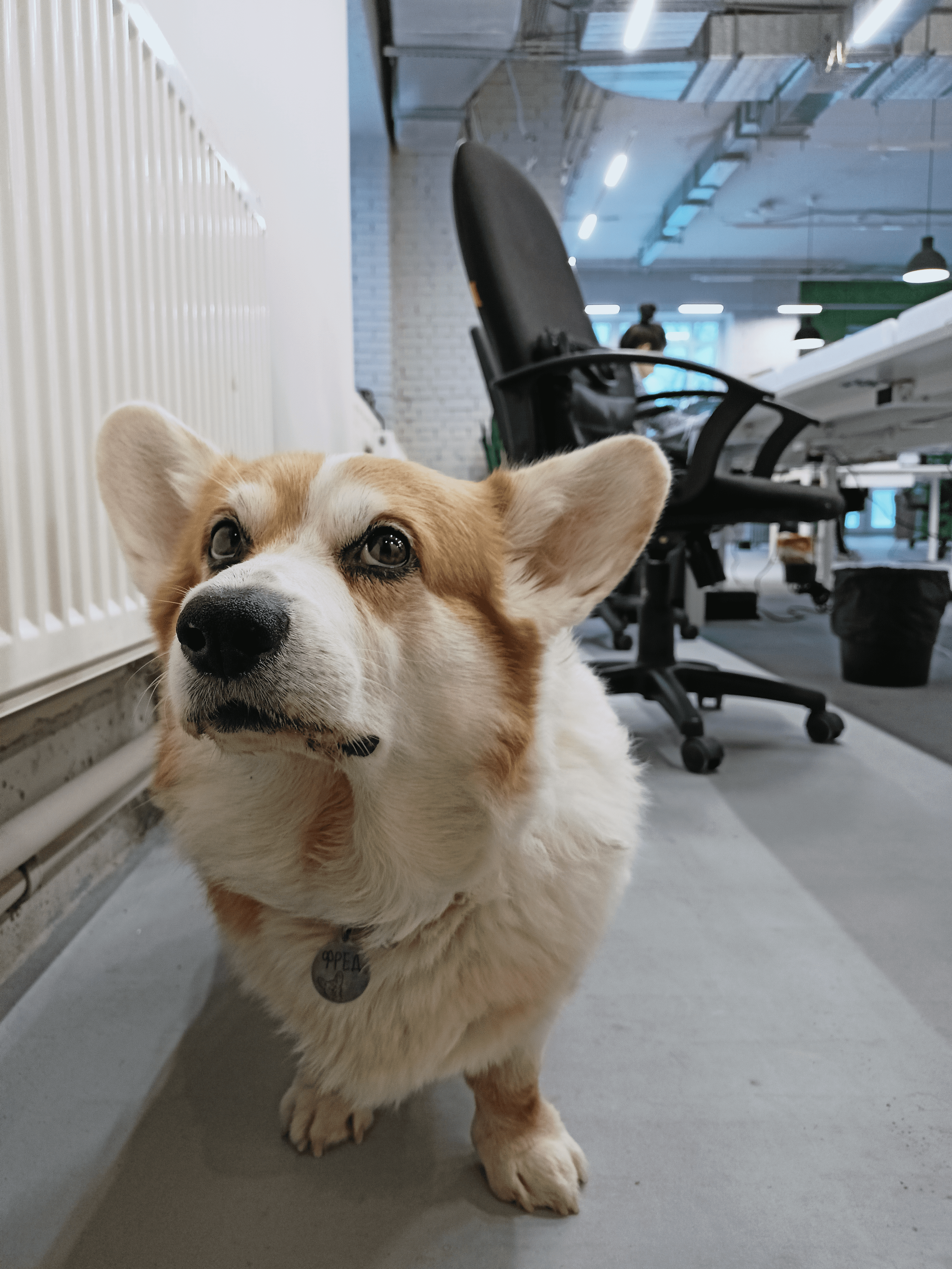 собака в офисе 2